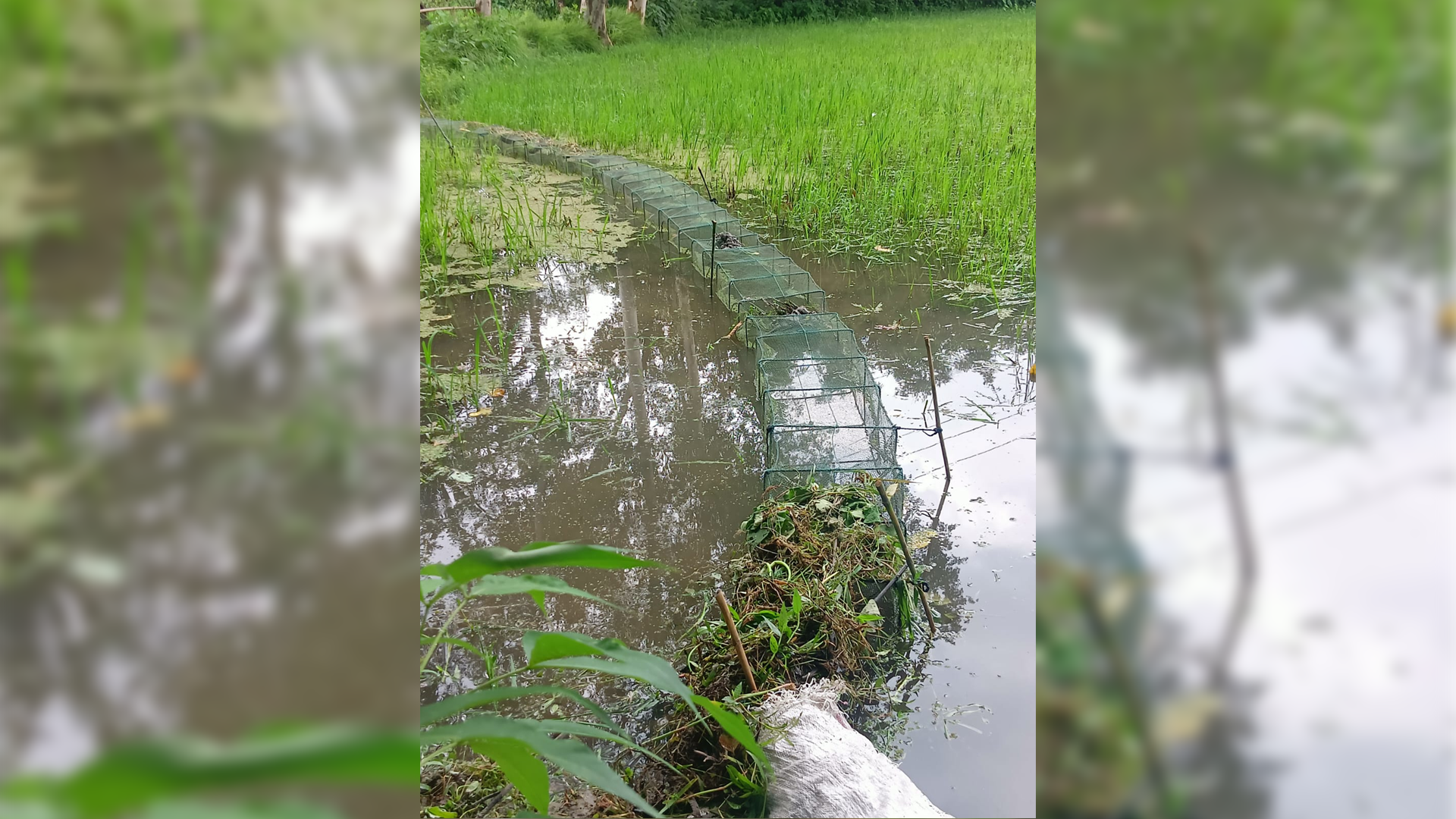 চায়না দুয়ারি জালে বিপন্ন নীলফামারীর মৎস্য ও জীববৈচিত্র্য